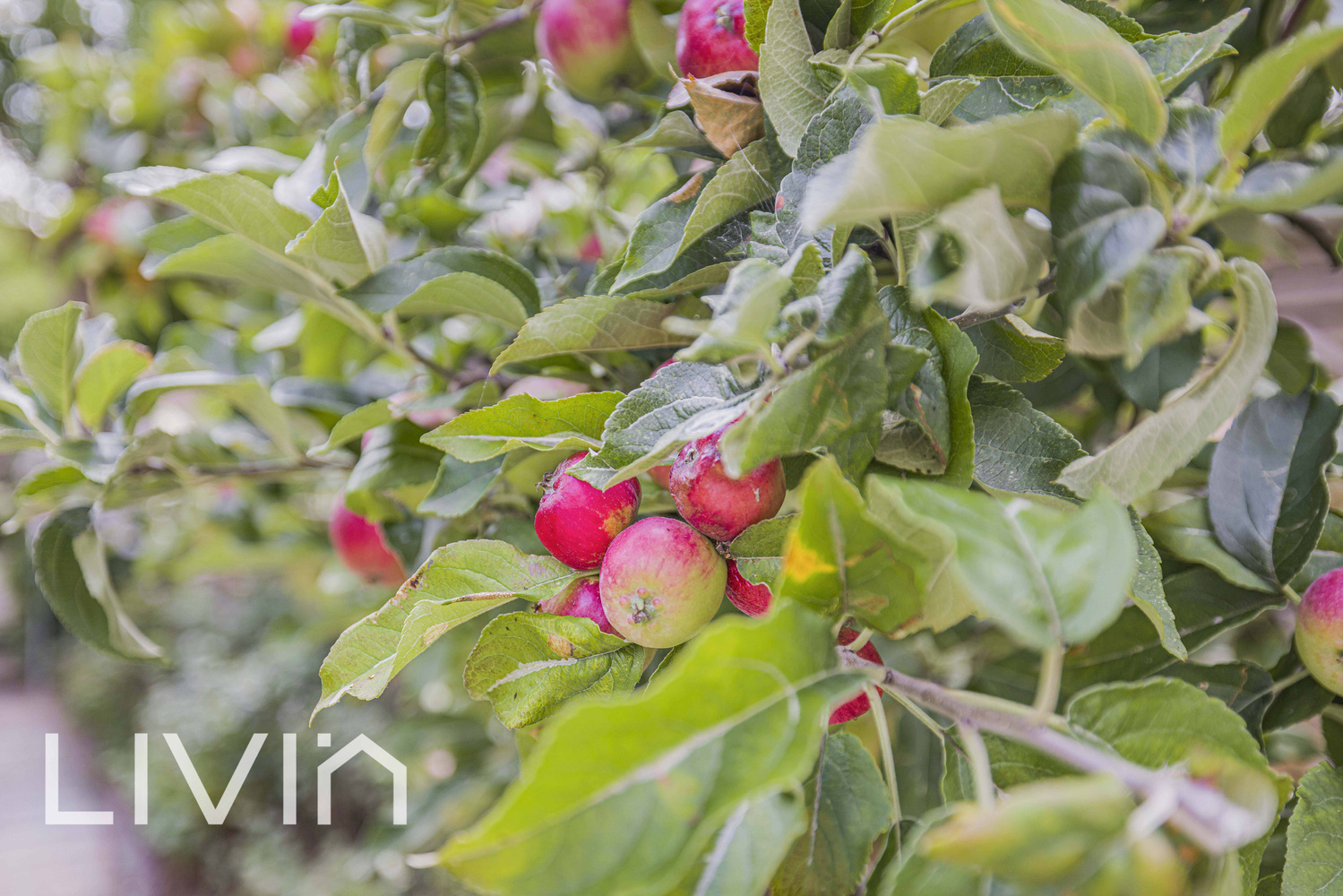 livin-estates-Addington